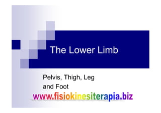 The Lower Limb
Pelvis, Thigh, Leg
and Foot
 