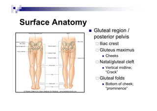 Lower Extremity pdf