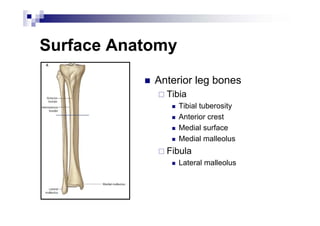 Lower extremity.pdf