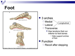 Foot

          3 arches
            Medial
                               Longitudinal
            Lateral
            Transverse
                 Has tendons that run
                  inferior to foot bones
                       Help support arches
                        of foot
          Function
            Recoil     after stepping
 