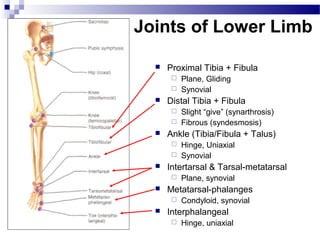 Joints of Lower Limb

     Proximal Tibia + Fibula
        Plane, Gliding
        Synovial
     Distal Tibia + Fibula
        Slight “give” (synarthrosis)
        Fibrous (syndesmosis)
     Ankle (Tibia/Fibula + Talus)
        Hinge, Uniaxial
        Synovial
     Intertarsal & Tarsal-metatarsal
          Plane, synovial
     Metatarsal-phalanges
          Condyloid, synovial
     Interphalangeal
          Hinge, uniaxial
 