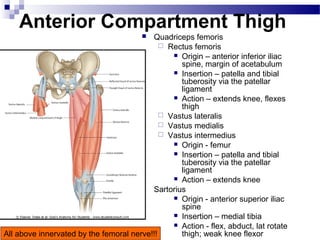 Anterior Compartment Thigh
                                         Quadriceps femoris
                                              Rectus femoris
                                                 Origin – anterior inferior iliac
                                                  spine, margin of acetabulum
                                                 Insertion – patella and tibial
                                                  tuberosity via the patellar
                                                  ligament
                                                 Action – extends knee, flexes
                                                  thigh
                                              Vastus lateralis
                                              Vastus medialis
                                              Vastus intermedius
                                                 Origin - femur
                                                 Insertion – patella and tibial
                                                  tuberosity via the patellar
                                                  ligament
                                                 Action – extends knee
                                        Sartorius
                                                 Origin - anterior superior iliac
                                                  spine
                                                 Insertion – medial tibia
                                                 Action - flex, abduct, lat rotate
All above innervated by the femoral nerve!!!      thigh; weak knee flexor
 
