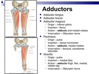 Adductors
   Adductor longus
   Adductor brevis
   Adductor magnus
      Origin – inferior pelvis
      Insertion - femur
      Action – adducts and medial rotates
      Innervation – Obturator nerve
   Pectineus
      Origin - pubis
      Insertion – lesser trochanter
      Action – adducts, medial rotates
      Innervation – femoral, sometimes
       obturator
   Gracilis
      Origin - pubis
      Insertion – medial tibia
      Action – adducts thigh, flex, medial,
       rotates leg
      Innervation – Obturator nerve
 