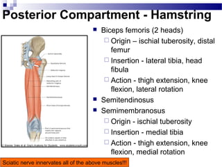 Posterior Compartment - Hamstring
                                        Biceps femoris (2 heads)
                                           Origin – ischial tuberosity, distal
                                            femur
                                           Insertion - lateral tibia, head
                                            fibula
                                           Action - thigh extension, knee
                                            flexion, lateral rotation
                                        Semitendinosus
                                        Semimembranosus
                                           Origin - ischial tuberosity
                                           Insertion - medial tibia
                                           Action - thigh extension, knee
                                            flexion, medial rotation
Sciatic nerve innervates all of the above muscles!!!
 