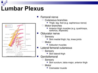 Lumbar Plexus
             Femoral nerve
                 Cutaneous branches
                      Thigh, leg, foot (e.g. saphenous nerve)
                 Motor branches
                      Anterior thigh muscles (e.g. quadriceps,
                       sartorius, iliopsoas)
             Obturator nerve
                 Sensory
                      Skin medial thigh; hip, knee joints
                 Motor
                      Adductor muscles
             Lateral femoral cutaneous
                 Sensory
                      Skin lateral thigh
             Genitofemoral
                 Sensory
                      Skin scrotum, labia major, anterior thigh
                 Motor
                      Cremaster muscle
 