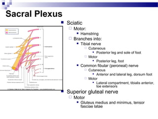 Sacral Plexus
               Sciatic
                   Motor:
                        Hamstring
                   Branches into:
                        Tibial nerve
                              Cutaneous
                                  Posterior leg and sole of foot
                              Motor
                                  Posterior leg, foot
                        Common fibular (peroneal) nerve
                              Cutaneous
                                  Anterior and lateral leg, dorsum foot
                              Motor
                                  Lateral compartment, tibialis anterior,
                                   toe extensors
               Superior gluteal nerve
                   Motor
                        Gluteus medius and minimus, tensor
                         fasciae latae
 