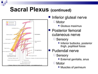 Sacral Plexus (continued)
                  Inferior gluteal nerve
                    Motor
                         Gluteus maximus
                  Posterior femoral
                   cutaneous nerve
                    Sensory
                         Inferior buttocks, posterior
                          thigh, popliteal fossa
                  Pudendal nerve
                    Sensory
                         External genitalia, anus
                    Motor
                         Muscles of perineum
 