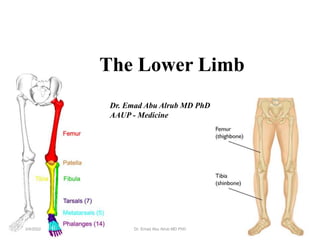 The Lower Limb
1
Dr. Emad Abu Alrub MD PhD
AAUP - Medicine
3/4/2022 Dr. Emad Abu Alrub MD PhD
 