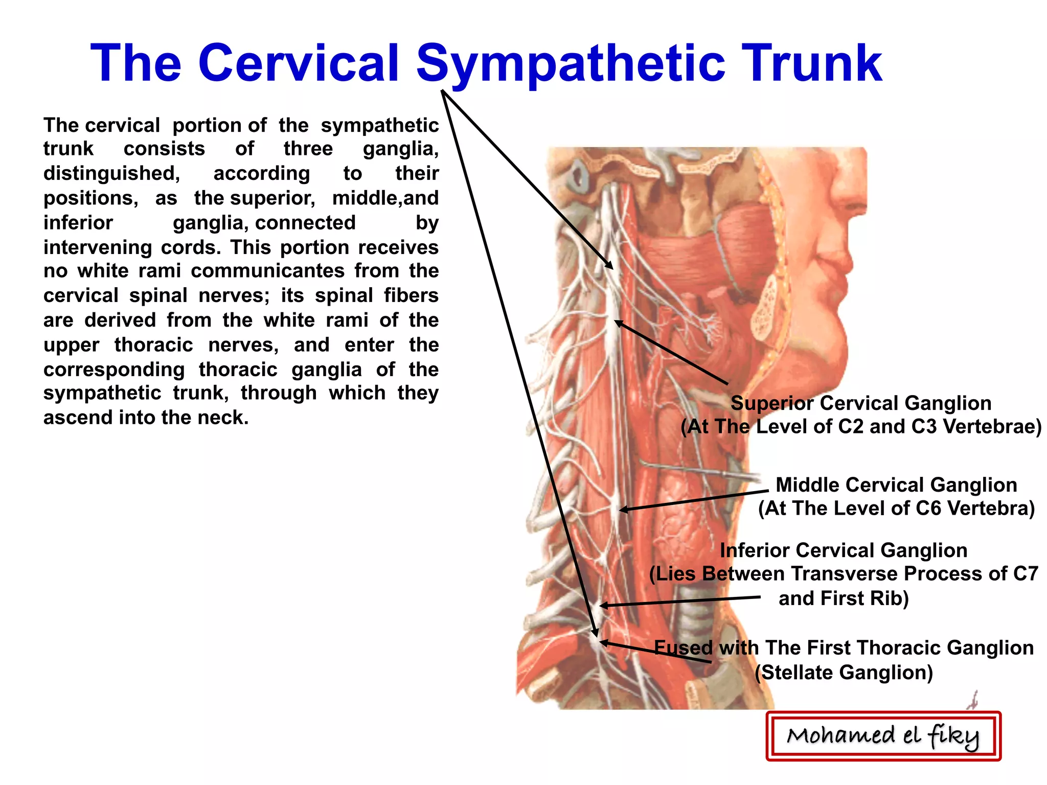 The Cervical Sympathetic Trunk
Superior Cervical Ganglion
(At The Level of C2 and C3 Vertebrae)
Middle Cervical Ganglion
(At The Level of C6 Vertebra)
Inferior Cervical Ganglion
(Lies Between Transverse Process of C7
and First Rib)
Fused with The First Thoracic Ganglion
(Stellate Ganglion)
The cervical portion of the sympathetic
trunk consists of three ganglia,
distinguished, according to their
positions, as the superior, middle,and
inferior ganglia, connected by
intervening cords. This portion receives
no white rami communicantes from the
cervical spinal nerves; its spinal fibers
are derived from the white rami of the
upper thoracic nerves, and enter the
corresponding thoracic ganglia of the
sympathetic trunk, through which they
ascend into the neck.
Mohamed el fiky
 