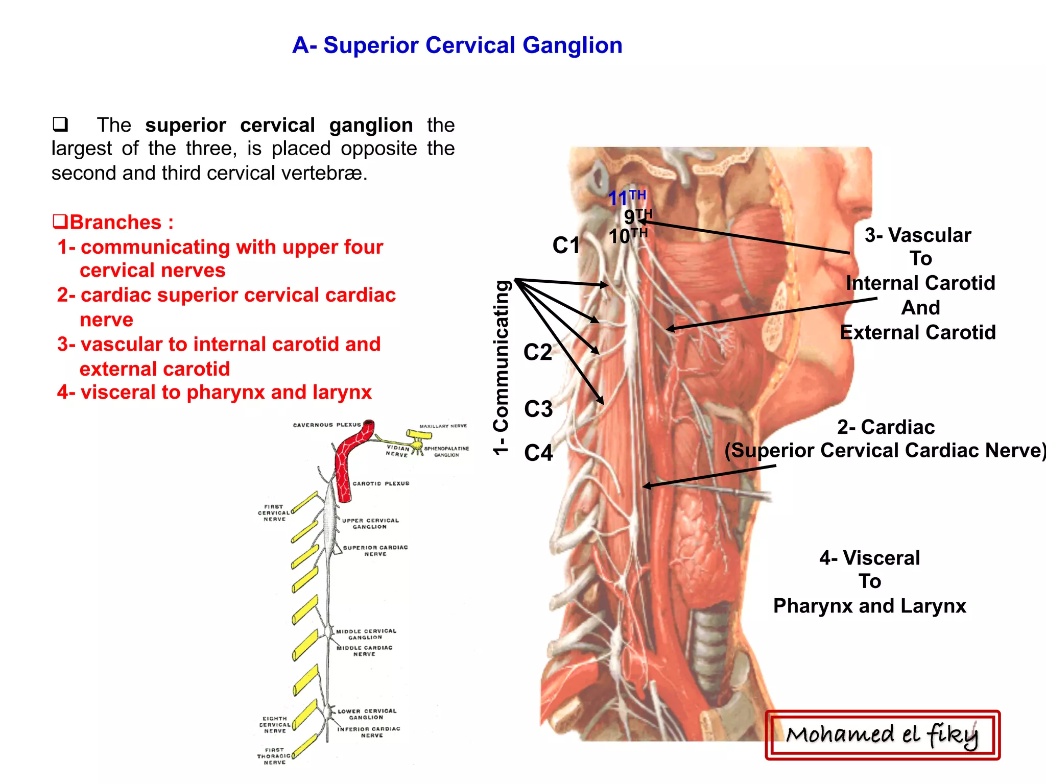 1-Communicating
C1
C2
C3
C4
9TH
10TH
11TH
2- Cardiac
(Superior Cervical Cardiac Nerve)
3- Vascular
To
Internal Carotid
And
External Carotid
4- Visceral
To
Pharynx and Larynx
A- Superior Cervical Ganglion
q The superior cervical ganglion the
largest of the three, is placed opposite the
second and third cervical vertebræ.
qBranches :
1- communicating with upper four
cervical nerves
2- cardiac superior cervical cardiac
nerve
3- vascular to internal carotid and
external carotid
4- visceral to pharynx and larynx
Mohamed el fiky
 