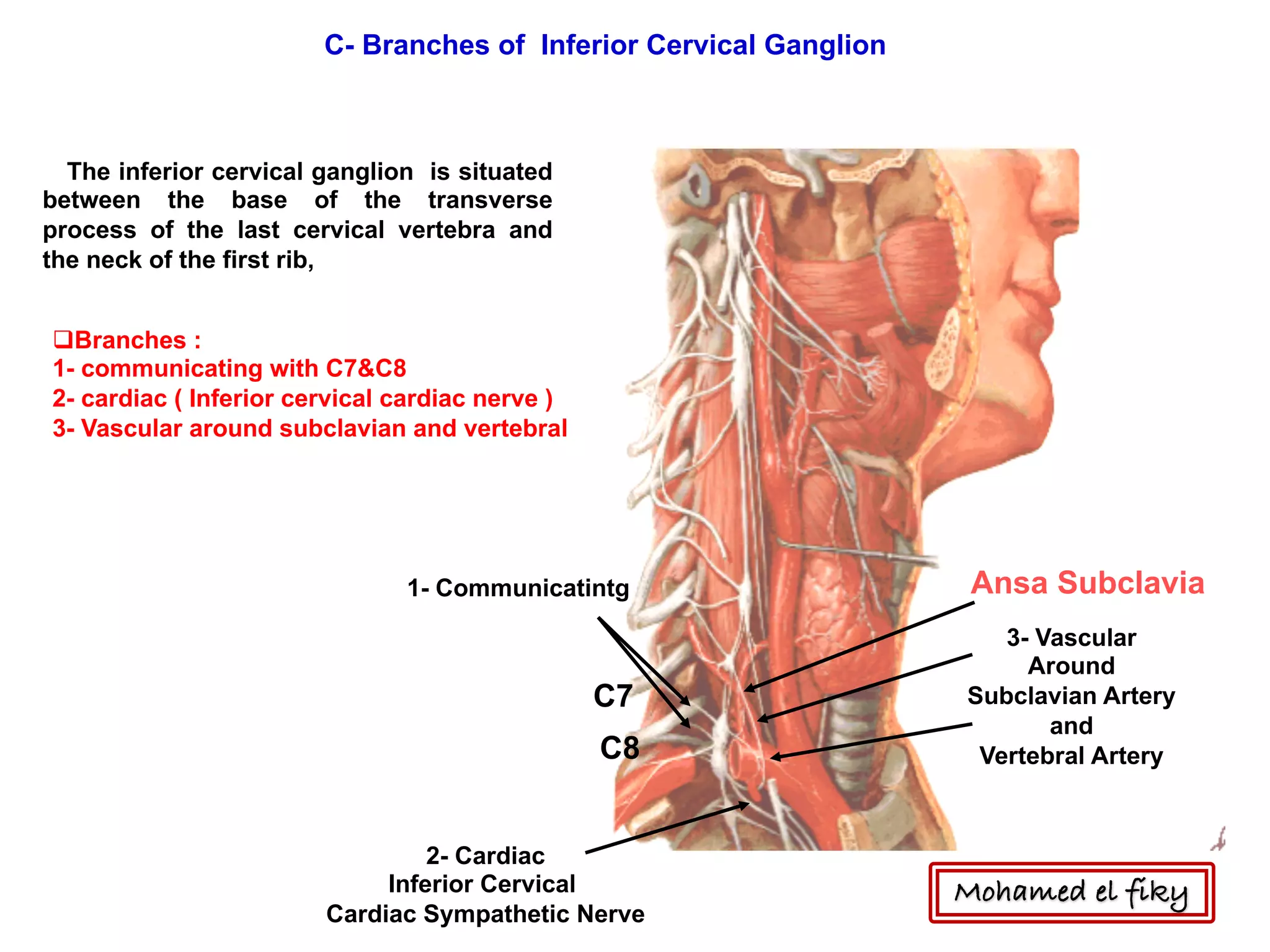 C- Branches of Inferior Cervical Ganglion
C7
C8
1- Communicatintg
2- Cardiac
Inferior Cervical
Cardiac Sympathetic Nerve
3- Vascular
Around
Subclavian Artery
and
Vertebral Artery
Ansa Subclavia
The inferior cervical ganglion is situated
between the base of the transverse
process of the last cervical vertebra and
the neck of the first rib,
qBranches :
1- communicating with C7&C8
2- cardiac ( Inferior cervical cardiac nerve )
3- Vascular around subclavian and vertebral
Mohamed el fiky
 