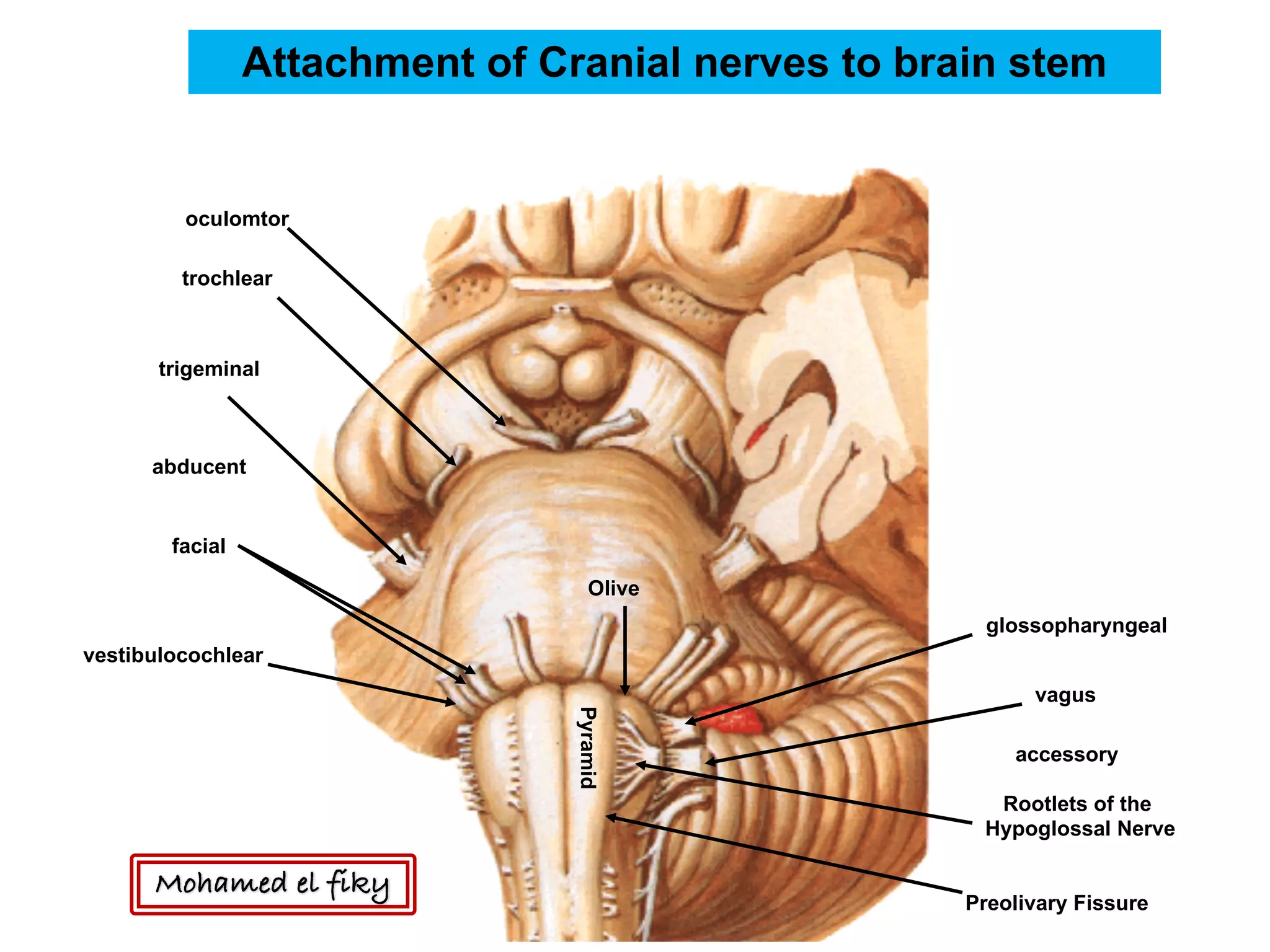 Rootlets of the
Hypoglossal Nerve
Olive
Preolivary Fissure
Pyramid
oculomtor
trochlear
abducent
facial
vestibulocochlear
glossopharyngeal
vagus
accessory
trigeminal
Attachment of Cranial nerves to brain stem
Mohamed el fiky
 