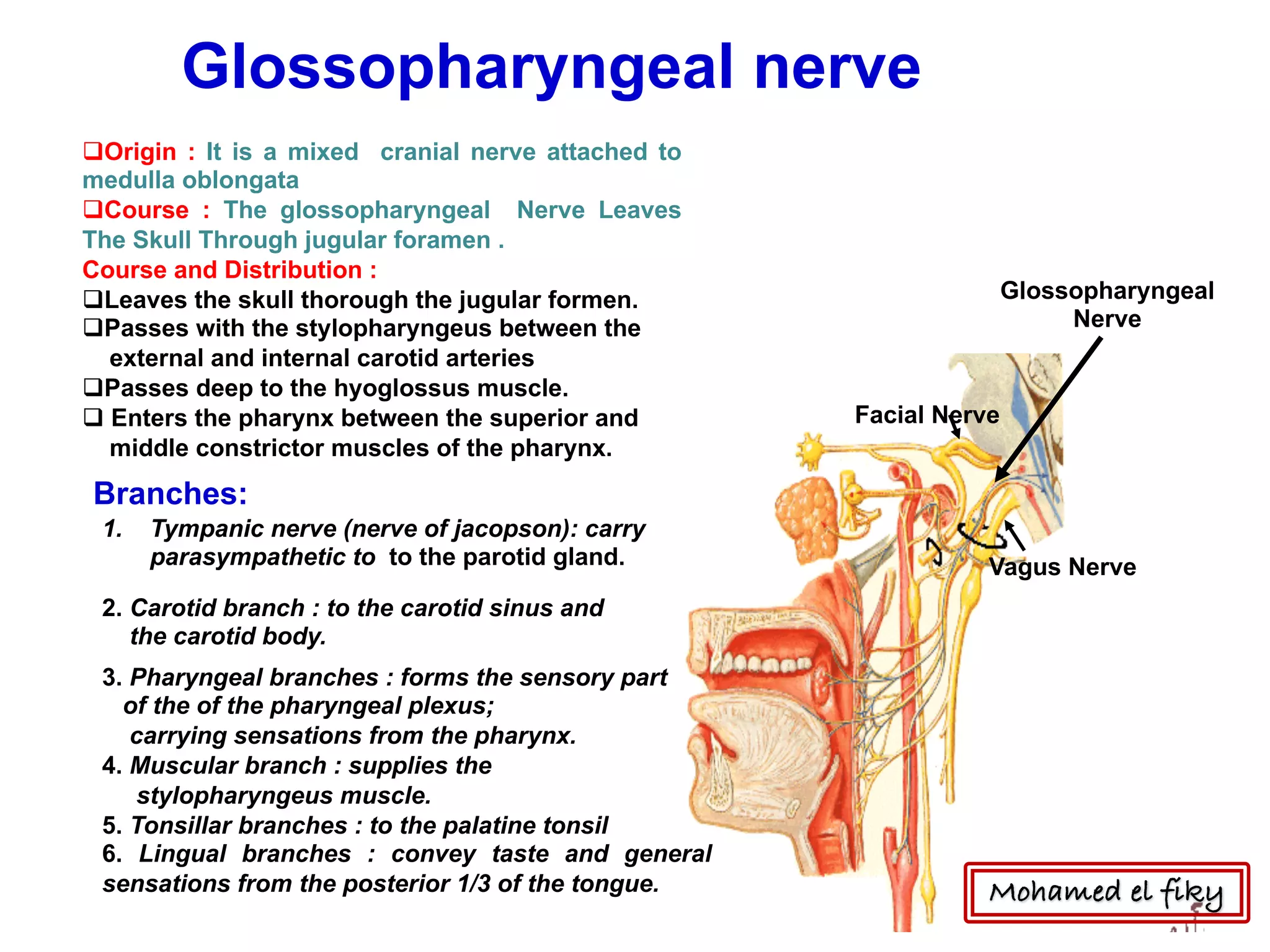 Vagus Nerve
Facial Nerve
Glossopharyngeal
Nerve
qOrigin : It is a mixed cranial nerve attached to
medulla oblongata
qCourse : The glossopharyngeal Nerve Leaves
The Skull Through jugular foramen .
Course and Distribution :
qLeaves the skull thorough the jugular formen.
qPasses with the stylopharyngeus between the
external and internal carotid arteries
qPasses deep to the hyoglossus muscle.
q Enters the pharynx between the superior and
middle constrictor muscles of the pharynx.
Branches:
1. Tympanic nerve (nerve of jacopson): carry
parasympathetic to to the parotid gland.
2. Carotid branch : to the carotid sinus and
the carotid body.
3. Pharyngeal branches : forms the sensory part
of the of the pharyngeal plexus;
carrying sensations from the pharynx.
4. Muscular branch : supplies the
stylopharyngeus muscle.
5. Tonsillar branches : to the palatine tonsil
6. Lingual branches : convey taste and general
sensations from the posterior 1/3 of the tongue.
Glossopharyngeal nerve
Mohamed el fiky
 