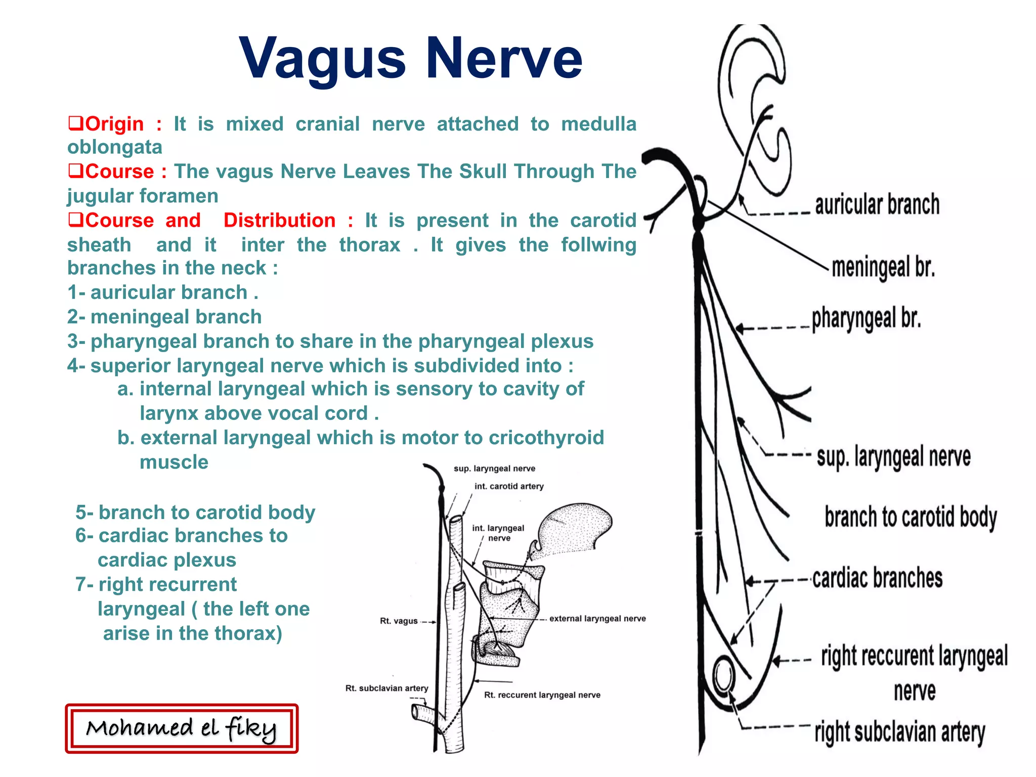 qOrigin : It is mixed cranial nerve attached to medulla
oblongata
qCourse : The vagus Nerve Leaves The Skull Through The
jugular foramen
qCourse and Distribution : It is present in the carotid
sheath and it inter the thorax . It gives the follwing
branches in the neck :
1- auricular branch .
2- meningeal branch
3- pharyngeal branch to share in the pharyngeal plexus
4- superior laryngeal nerve which is subdivided into :
a. internal laryngeal which is sensory to cavity of
larynx above vocal cord .
b. external laryngeal which is motor to cricothyroid
muscle
Vagus Nerve
5- branch to carotid body
6- cardiac branches to
cardiac plexus
7- right recurrent
laryngeal ( the left one
arise in the thorax)
Mohamed el fiky
 