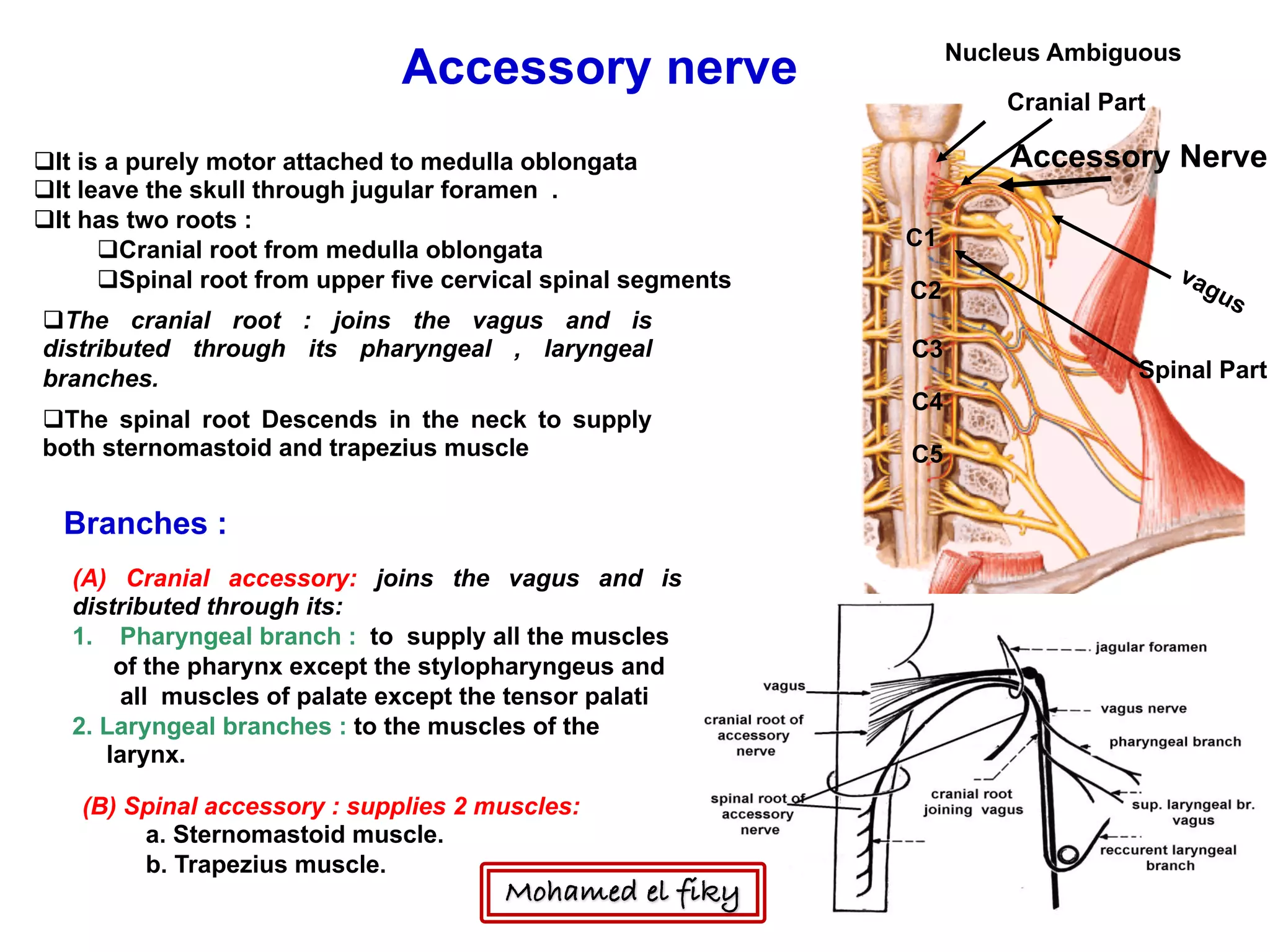 Accessory nerve
Accessory Nerve
Cranial Part
C1
C2
C3
C4
C5
Nucleus Ambiguous
Spinal Part
qIt is a purely motor attached to medulla oblongata
qIt leave the skull through jugular foramen .
qIt has two roots :
qCranial root from medulla oblongata
qSpinal root from upper five cervical spinal segments
qThe cranial root : joins the vagus and is
distributed through its pharyngeal , laryngeal
branches.
qThe spinal root Descends in the neck to supply
both sternomastoid and trapezius muscle
Branches :
(A) Cranial accessory: joins the vagus and is
distributed through its:
1. Pharyngeal branch : to supply all the muscles
of the pharynx except the stylopharyngeus and
all muscles of palate except the tensor palati
2. Laryngeal branches : to the muscles of the
larynx.
(B) Spinal accessory : supplies 2 muscles:
a. Sternomastoid muscle.
b. Trapezius muscle.
Mohamed el fiky
 