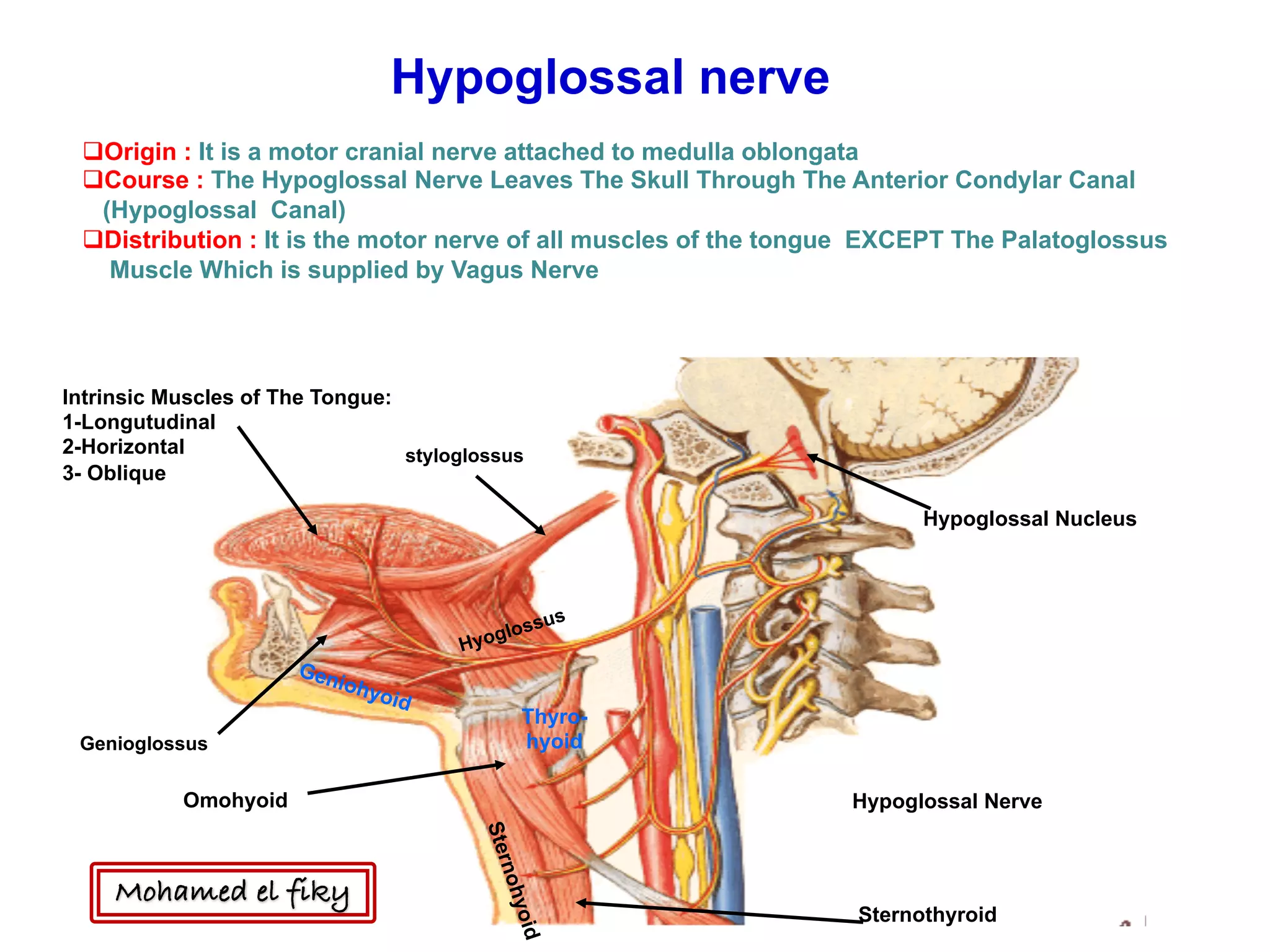 Thyro-
hyoid
Hypoglossal Nucleus
Omohyoid
Sternothyroid
Hypoglossal Nerve
Hypoglossal nerve
qOrigin : It is a motor cranial nerve attached to medulla oblongata
qCourse : The Hypoglossal Nerve Leaves The Skull Through The Anterior Condylar Canal
(Hypoglossal Canal)
qDistribution : It is the motor nerve of all muscles of the tongue EXCEPT The Palatoglossus
Muscle Which is supplied by Vagus Nerve
Intrinsic Muscles of The Tongue:
1-Longutudinal
2-Horizontal
3- Oblique
Genioglossus
styloglossus
Mohamed el fiky
 