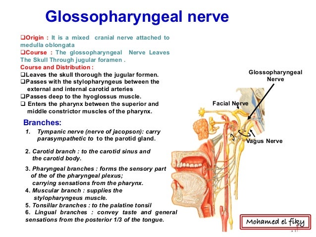Lower four cranial nerves bmc