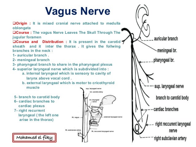 Lower four cranial nerves bmc