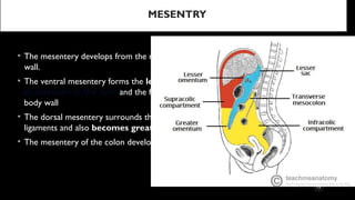 Comprehensive Anatomy and Embryology of the Lower Gastrointestinal ...