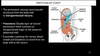 Comprehensive Anatomy and Embryology of the Lower Gastrointestinal ...
