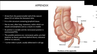 Comprehensive Anatomy and Embryology of the Lower Gastrointestinal ...