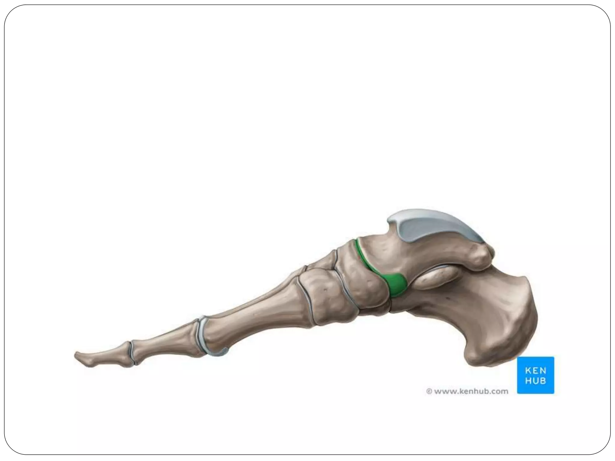 Anatomy of Lower leg, ankle, and foot | PPTX