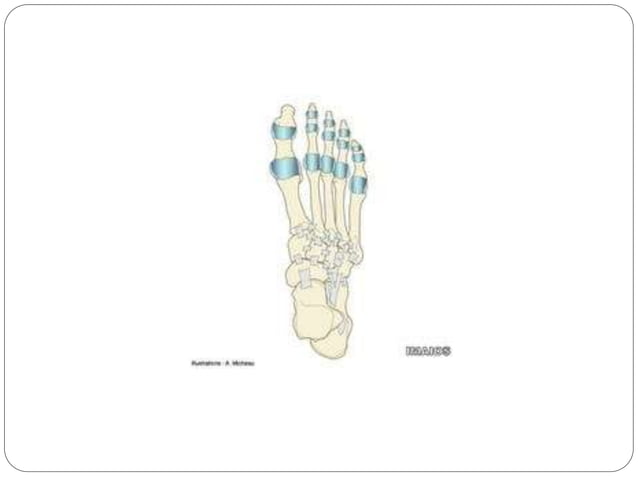 Anatomy of Lower leg, ankle, and foot | PPTX