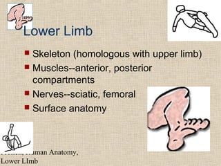 Frolich, Human Anatomy,
Lower LImb
Lower Limb
 Skeleton (homologous with upper limb)
 Muscles--anterior, posterior
compartments
 Nerves--sciatic, femoral
 Surface anatomy
 