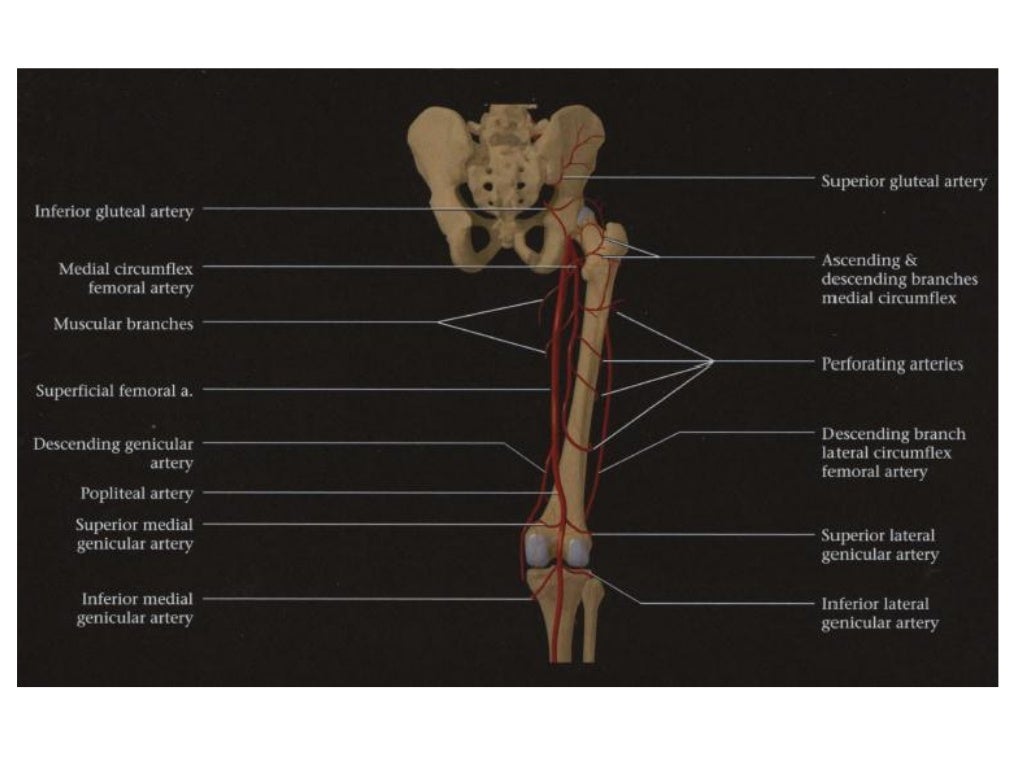 US Anatomy _ Lower Limb