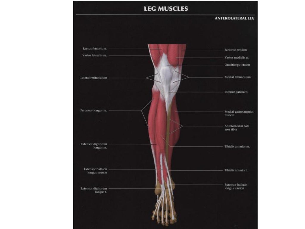 US Anatomy _ Lower Limb