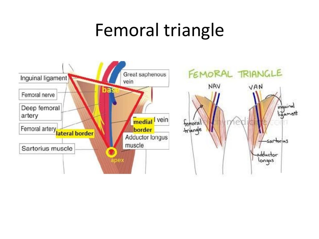US Anatomy _ Lower Limb