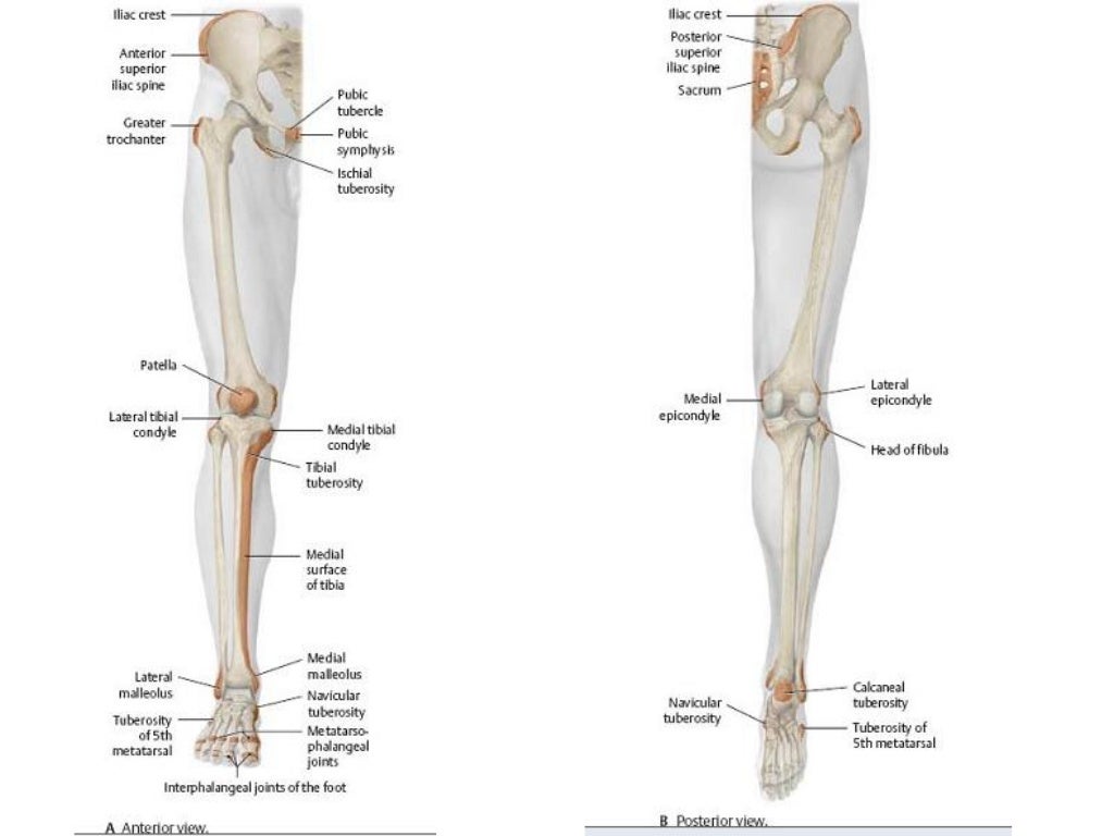 US Anatomy _ Lower Limb
