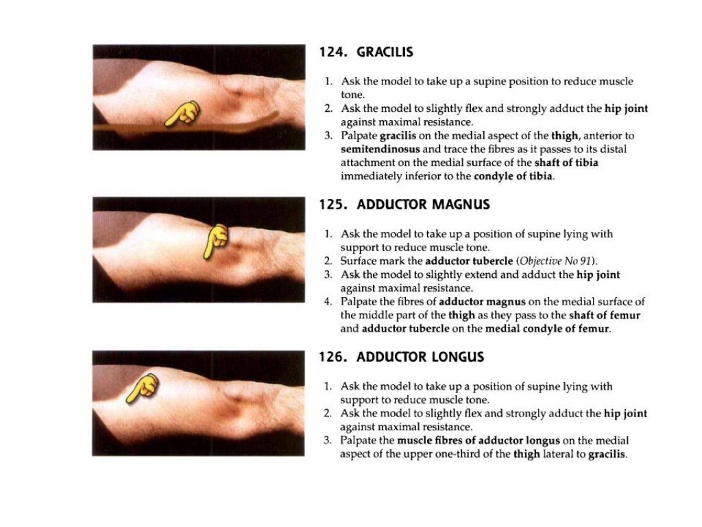 US Anatomy _ Lower Limb