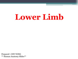 Lower Limb
Prepared : CHY YONG
** Human Anatomy Slides**
 