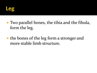 Parallel Medium Bone Appendicular Skeleton- Lower limb | PPTX