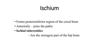 Ischium
• Forms posteroinferior region of the coxal bone
• Anteriorly – joins the pubis
• Ischial tuberosities
- Are the strongest part of the hip bone
 