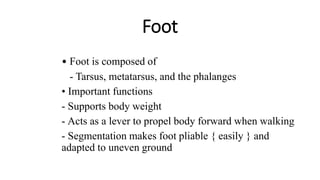 Foot
• Foot is composed of
- Tarsus, metatarsus, and the phalanges
• Important functions
- Supports body weight
- Acts as a lever to propel body forward when walking
- Segmentation makes foot pliable { easily } and
adapted to uneven ground
 