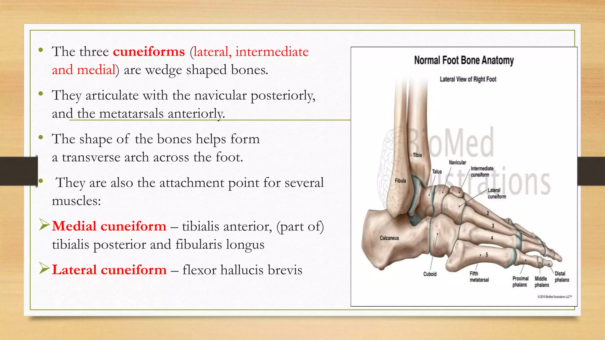 lower limb.pptx