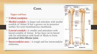 Condyle Lift lower limb.pptx