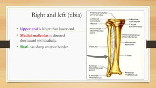 lower limb.pptx