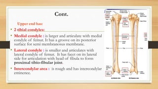 Cont.
Upper end has:
• 2 tibial condyles:
• Medial condyle : is larger and articulate with medial
condyle of femur. It has a groove on its posterior
surface for semi membranosus membrane.
• Lateral condyle : is smaller and articulates with
lateral condyle of femur. It has facet on its lateral
side for articulation with head of fibula to form
proximal tibio-fibular joint.
• Intercondylar area : is rough and has intercondylar
eminence.
 