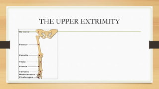 THE UPPER EXTRIMITY
 