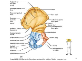 Llsb lower limb.ppt