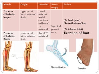 Peroneals Function Lower limb bones-joints-muscles-Dr.B.B.Gosai | PDF