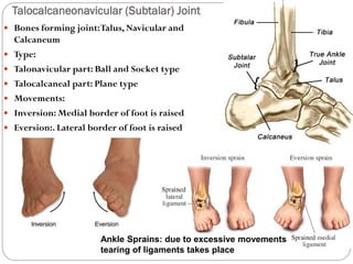 Lower limb bones-joints-muscles-Dr.B.B.Gosai | PPT