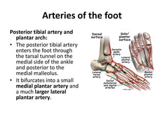 lowerlimb-foot-100203124323-phpapp02.pdf