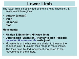 Lower Limb
The lower limb is subdivided by the hip joint, knee joint, &
ankle joint into regions:
• buttock (gluteal)
• thigh
• leg (crus)
• foot
Movements:
• Flexion & Extention:  Knee Joint
• Dorsiflexion (Extention), Plantar flexion (Flexion),
inversion & eversion:  ankle joint
• Movements at the hip joint are similar to those at the
shoulder joint:  except their range is more limited.
• The toes have limited movement compared to the
movements of the fingers,
1
 