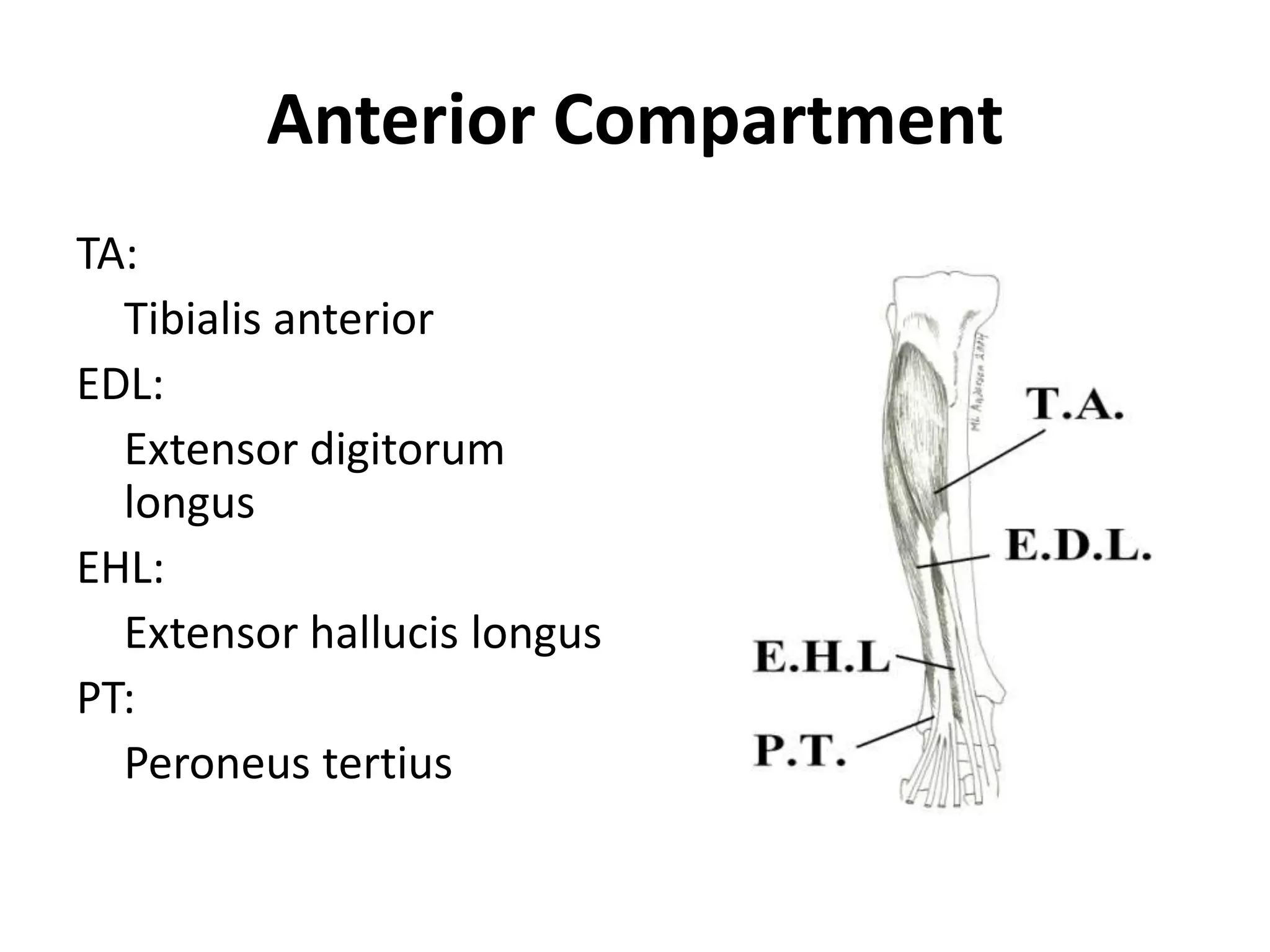 Anterior CompartmentTA:Tibialis anteriorEDL:	Extensor digitorumlongusEHL:	Extensor hallucislongusPT:Peroneustertius