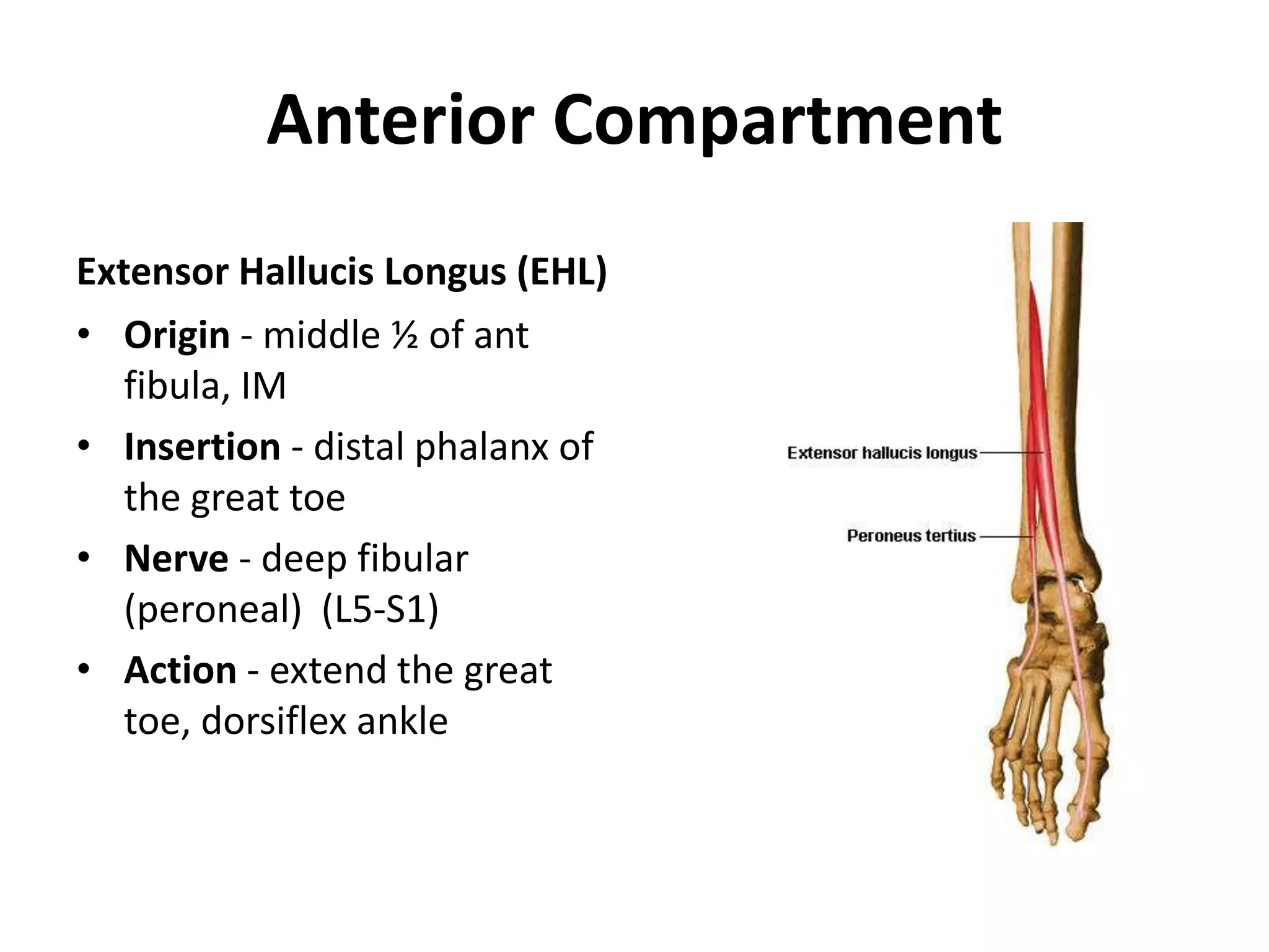 Anterior CompartmentExtensor HallucisLongus (EHL) Origin - middle ½ of ant fibula, IMInsertion - distal phalanx of the great toeNerve - deep fibular (peroneal)  (L5-S1)Action - extend the great toe, dorsiflex ankle