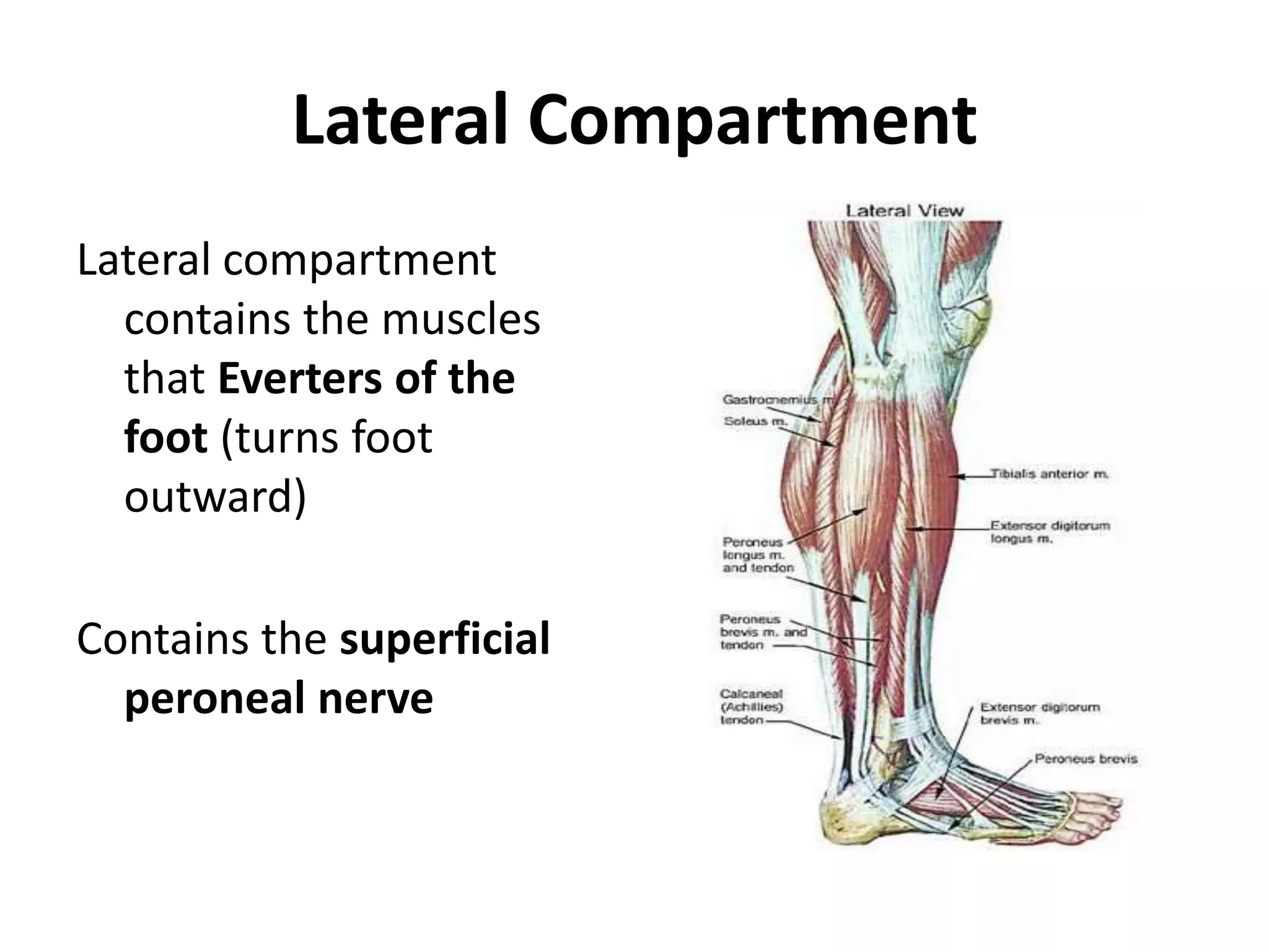Lateral CompartmentLateral compartment contains the muscles that Everters of the foot (turns foot outward)Contains the superficial peroneal nerve